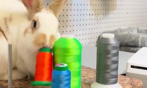 Fluffy Bunny Loves to Knock Things Over