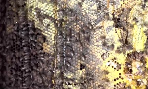 Bees Turn Bathroom Walls to Honey