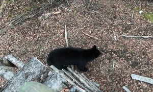 Bears Climb Tree to Investigate Photographer