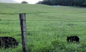Mama Black Bear and Cubs Take Roadside Stroll