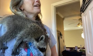 Rescued Raccoon Helps With Morning Routine