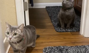 Two Cats Take Shelter from Tornado in Bathroom