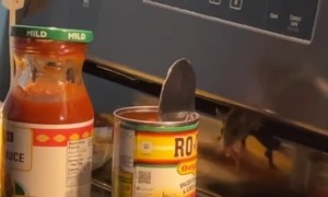 Mouse Gets Caught Stealing Food