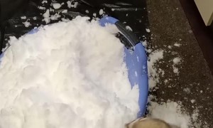 Pet Ferret Plays in Bucket of Snow
