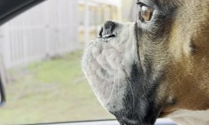 Boxer Bounces Beside Car