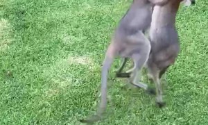 Wild Wallabies in Backyard Bout