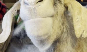 Goat Feasts on Flour