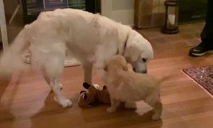 Dog Friends Meet for the First Time