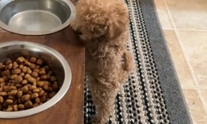 Tiny Dog Wants Some Water Too