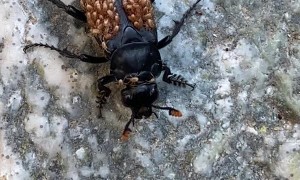 Carrion Beetle Carries Mites