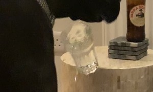 Great Dane Drinks from Glass