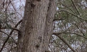Squirrel Family Frolics on Tree