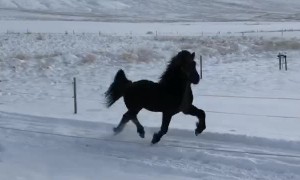 Icelandic Stallion Running in the Snow
