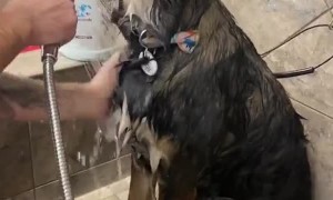 Spa Day for Partially Blind Rescue Dog