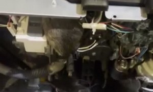 Dishwasher Infested by Rats