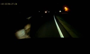 Deer on Road Narrowly Avoided