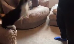 Cute Kitty Loves Jumping on his Dad