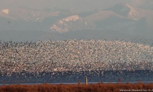 Flocks of Birds Flood the Sky Along Canadian Coast