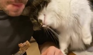Cat Asks For Human's Food