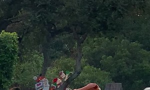 Wild Bear Loses to Giant Inflatable Reindeer