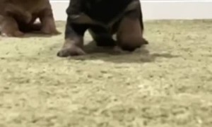 Owner shares adorable video of her newly adopted puppy 