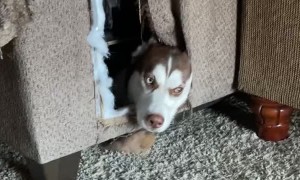 Husky Hides in Hole she Dug into the Couch