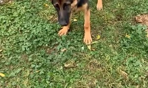 Dog Confused Why Human is Undoing Her Hard Work
