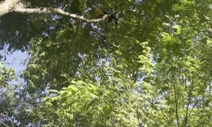 What to do When White-Faced Monkeys Gang Up on You