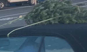 Pint-Sized Christmas Tree