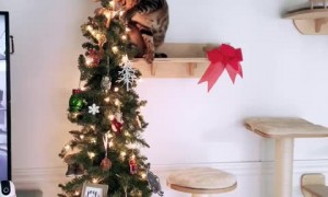 Cheeky cat tires to steal the star a top the Christmas tree