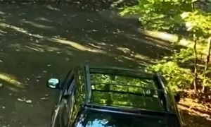 Bear clubs climb into car's open window