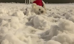 Happy dog enthusiastically plays in the snow