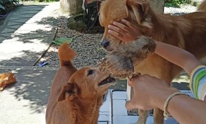 Playing With a Little Owl