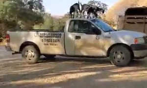 Baby Goats Dance on Top of Truck