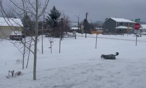 McNabb Collie Tries to Catch Snowballs Thrown from Snow Blower