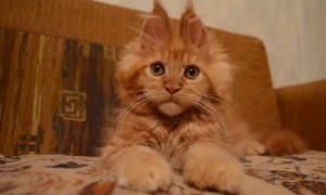 Quizzical Kitty Looking and Lounging