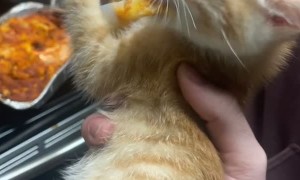Tiny Kitten Loves Lasagna
