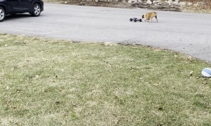 Boxer Worn Out After Racing RC Car