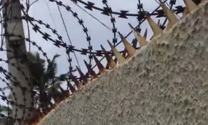 Man Accidentally Shocks Himself on Electric Fence