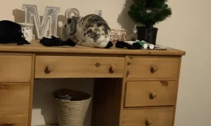 Huge Hop Surprises Person