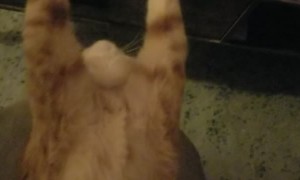 Keeping Cathulhu Captive with Belly Rubs