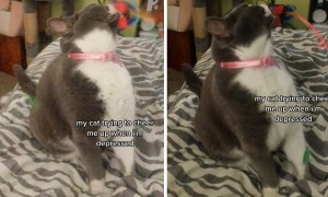 Cat does his best to cheer up depressed owner