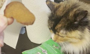 Jealous Cat Slaps Other Cat
