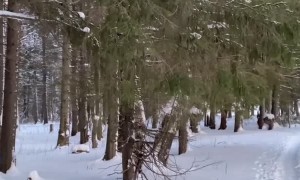 Pet Raven is a Very Good Boy