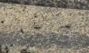 Lovebug Season in Florida