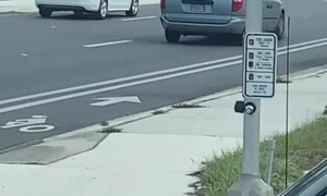 Gainesville Rat Playing Real Life Frogger