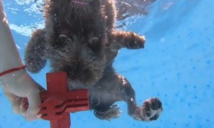 Dog dives underwater to fetch her toy