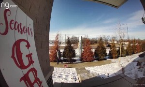 Dog Walk Has a Slippery Start