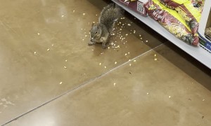 Squirrel Lives her Best Life at Walmart