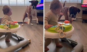 Dog tries to persuade baby to play fetch with him